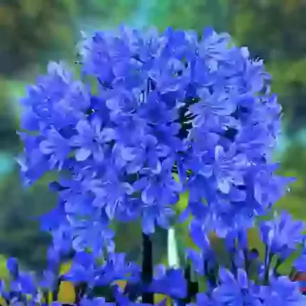 Agapanthus